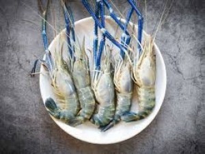 Golda Chingri / Jumbo Prawn (16/20 pic) 1 kg