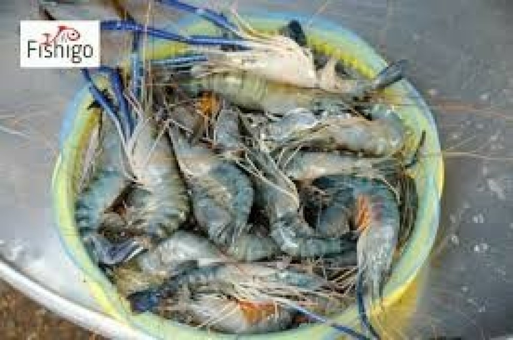 Golda Chingri / Jumbo Prawn (16/20 pic) 1 kg